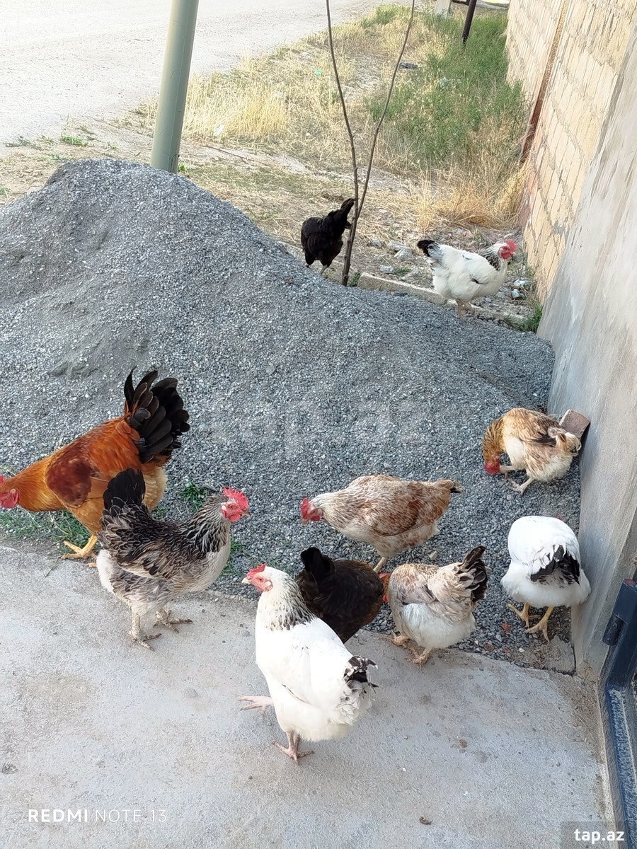 Toyuq cücə (3)