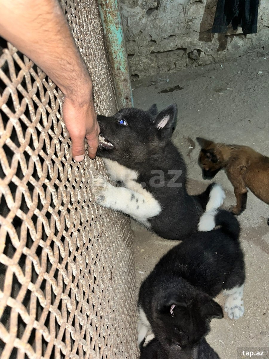 Akita-inu  (8)