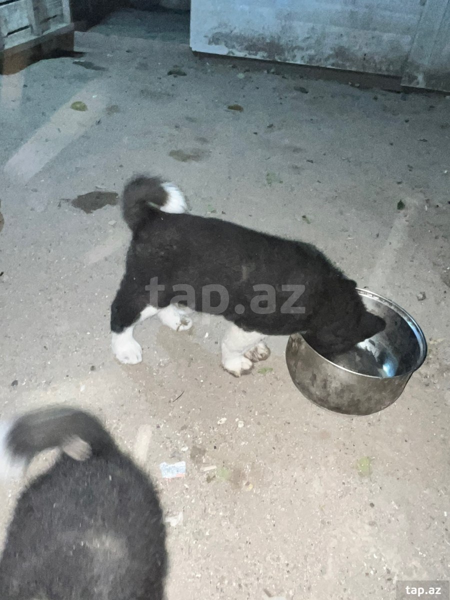Akita-inu  (10)