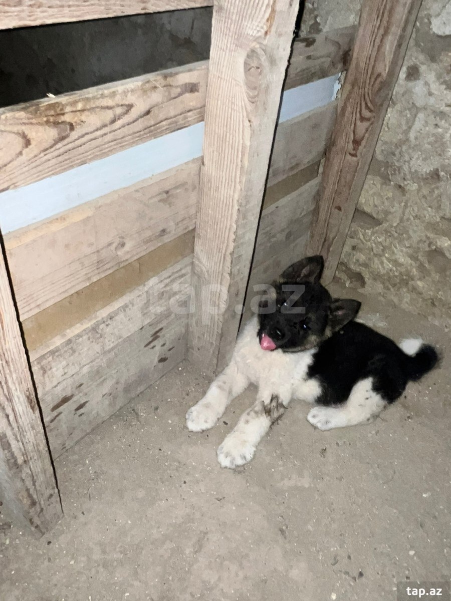 Akita-inu  (11)
