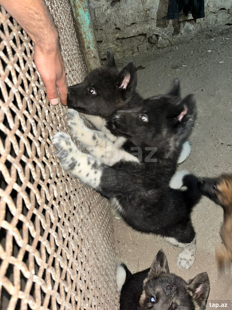 Akita-inu  (7)