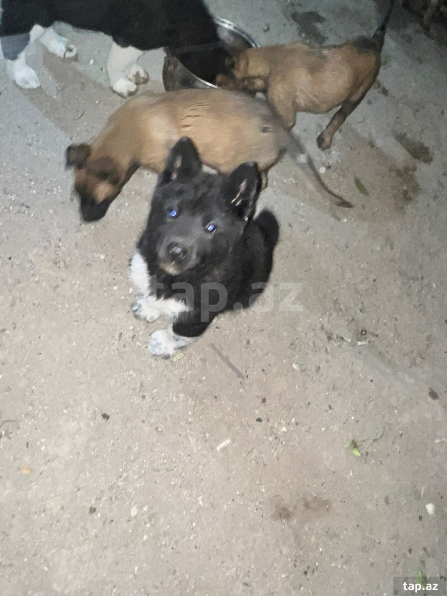 Akita-inu  (14)