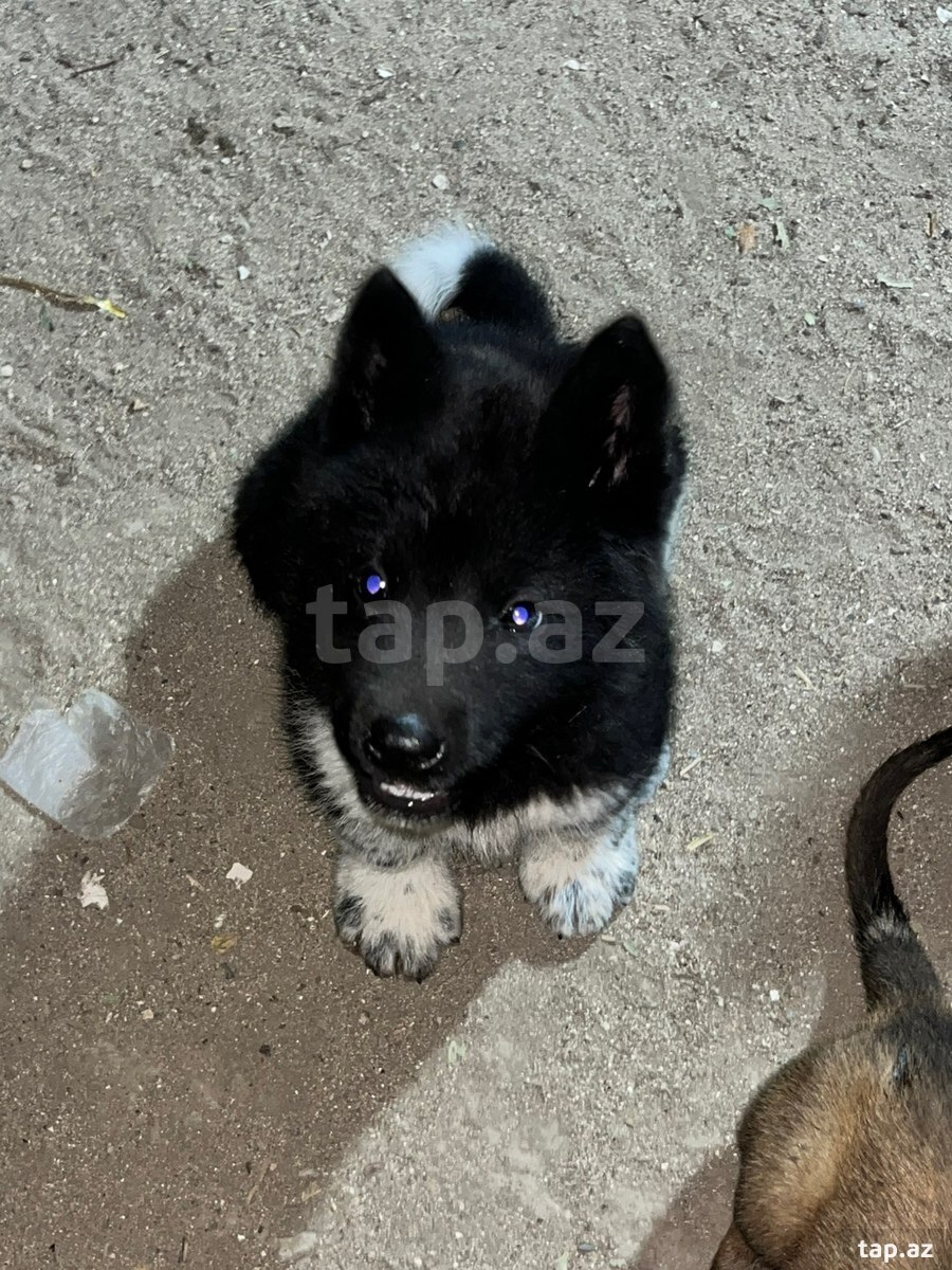 Akita-inu  (12)