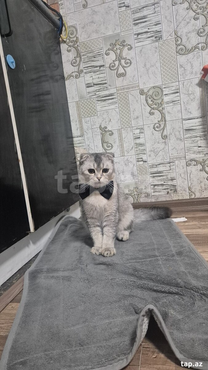 Şotland pişiyi (cütləşdirmək üçün) (2)