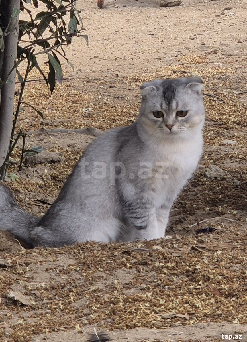 Şotland pişiyi (cütləşdirmək üçün) (3)