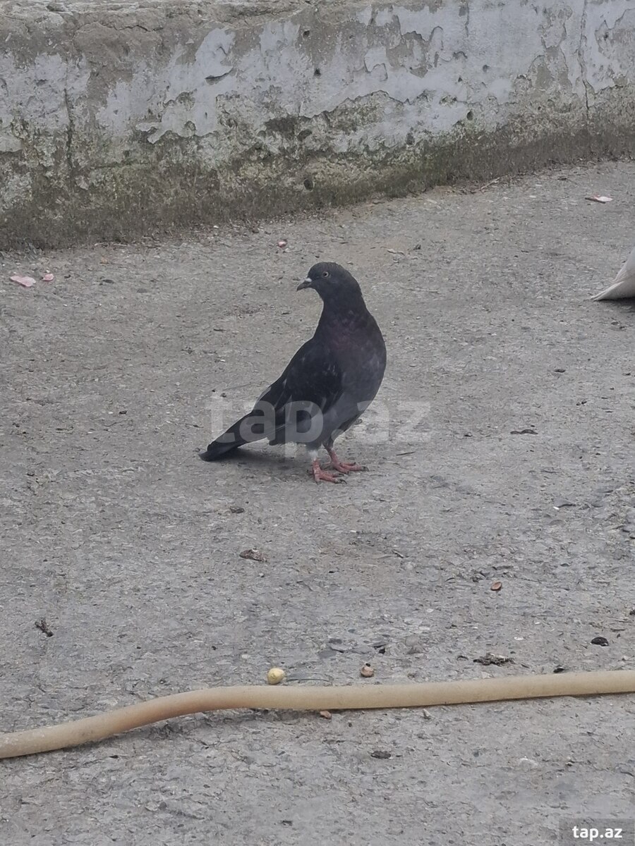 Göyərçinlər (3)