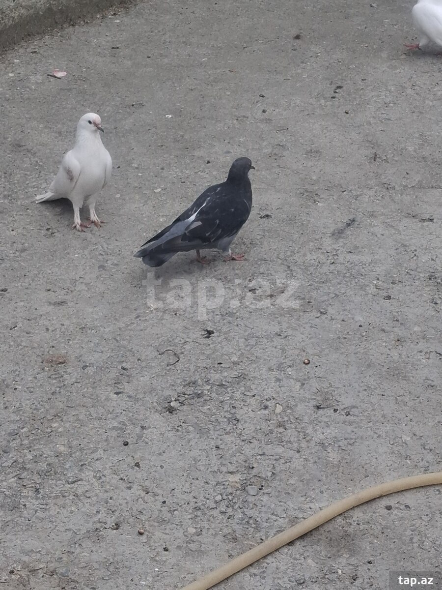Göyərçinlər