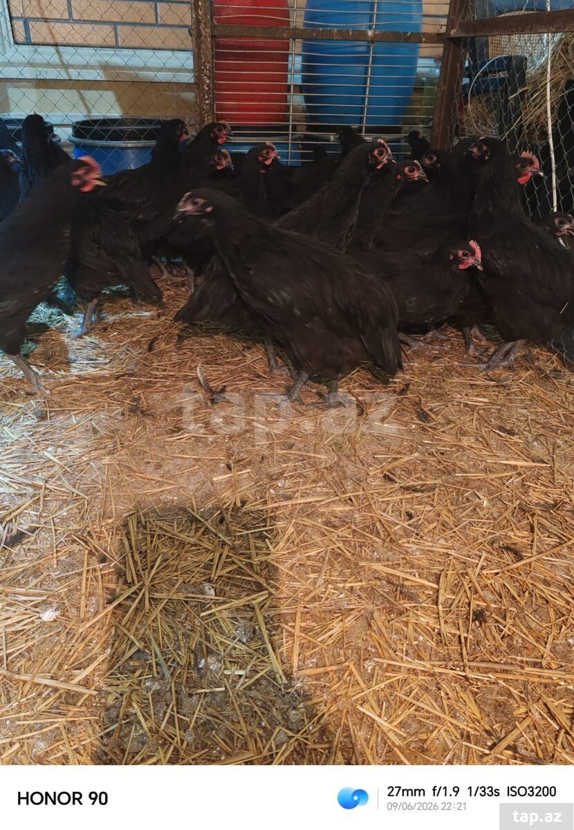 Avstralorp cücələri (6)