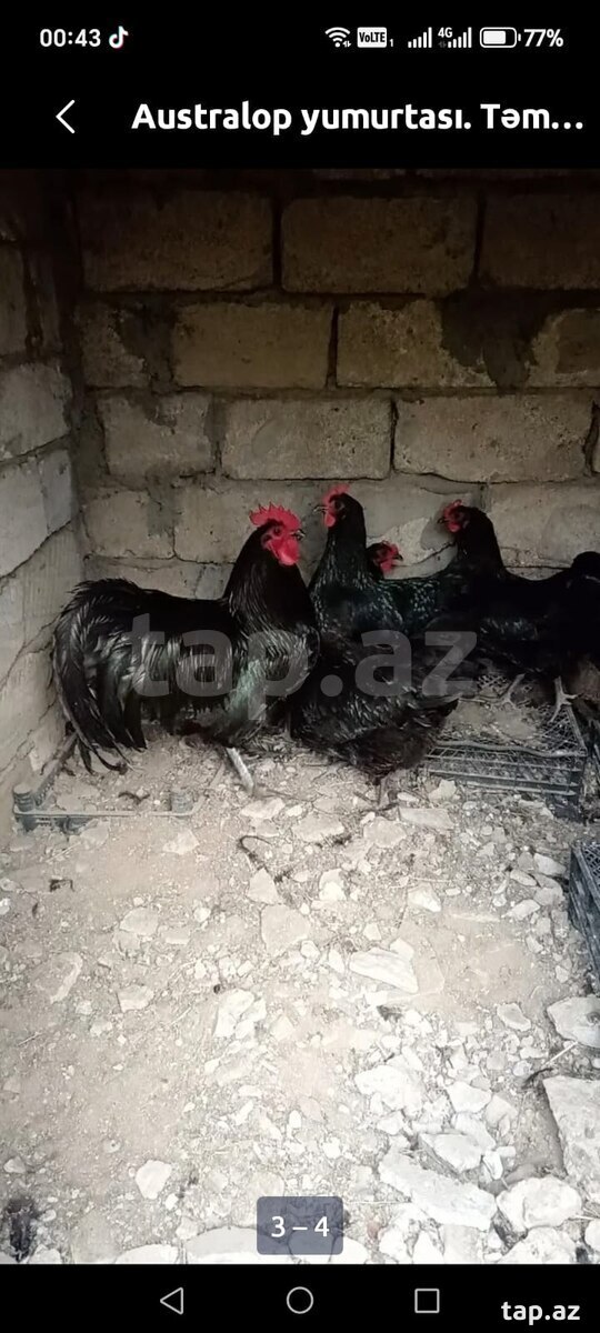 Avstralorp cücələri (10)