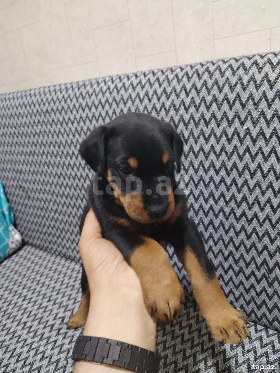 Doberman (2)