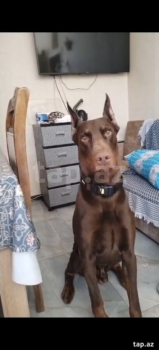 Doberman (4)
