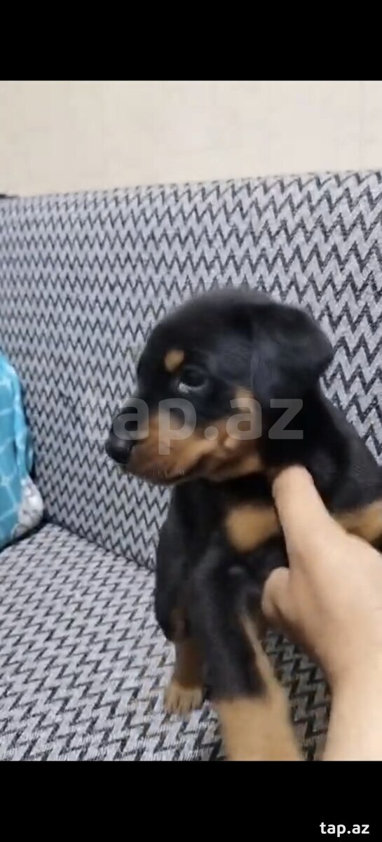 Doberman (3)