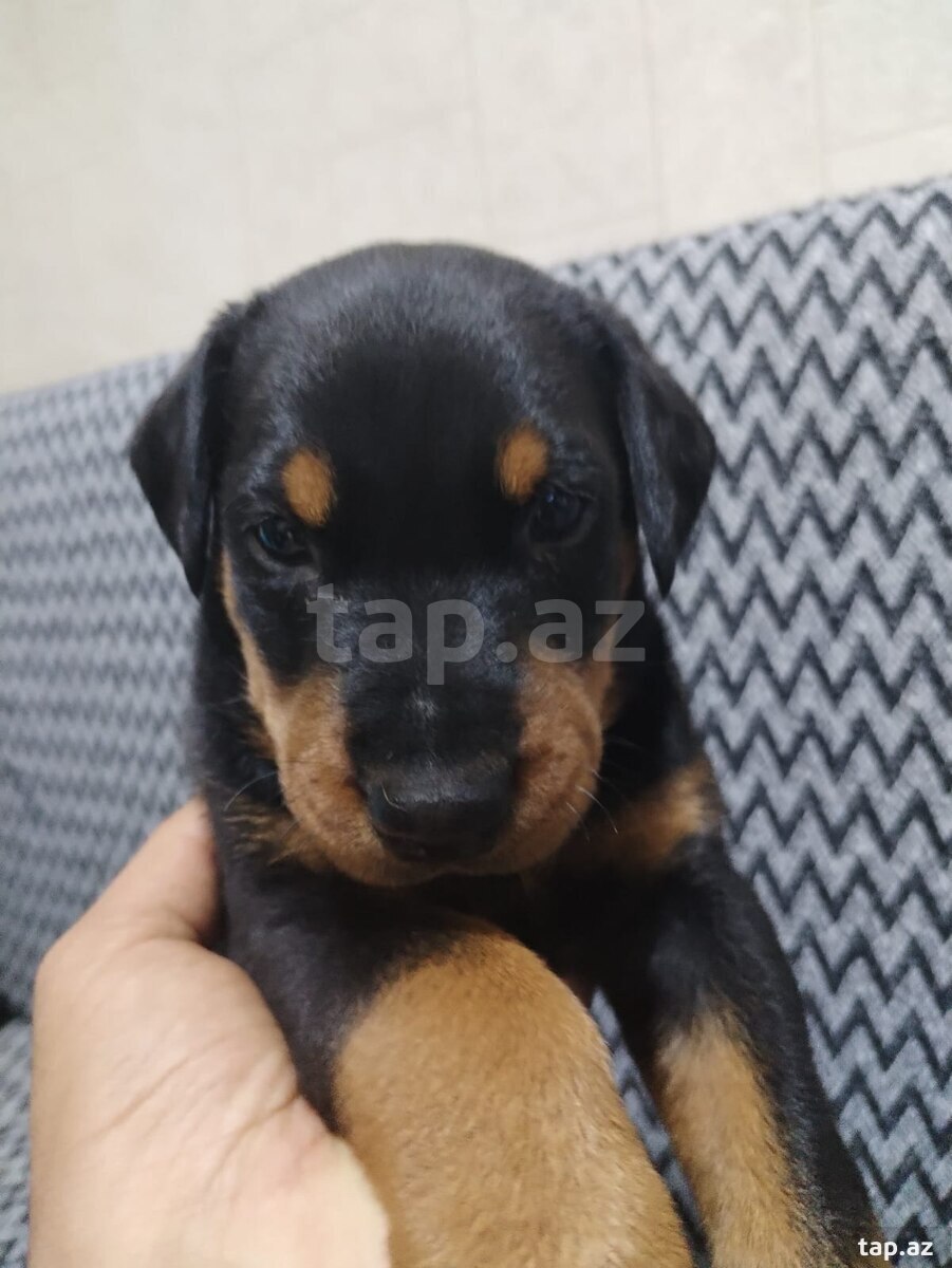 Doberman