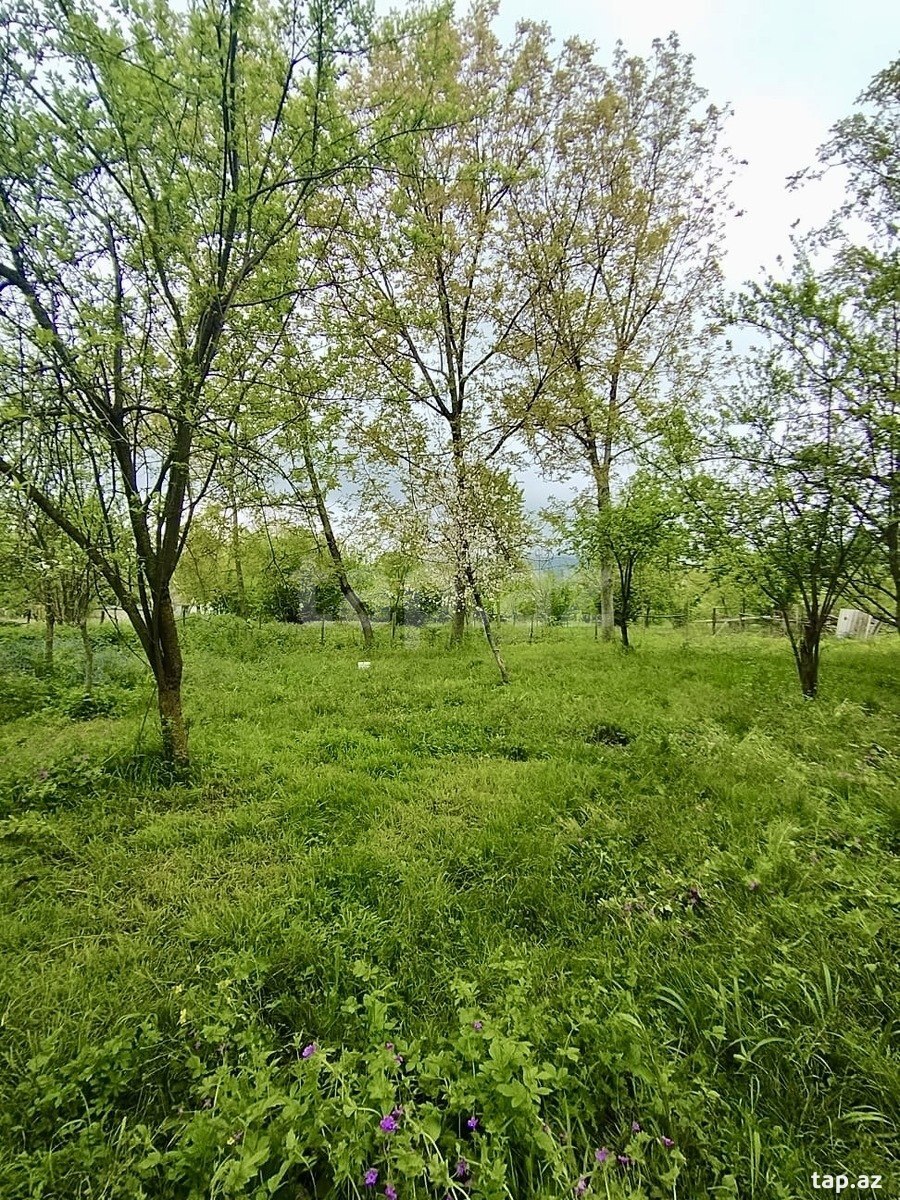8 sot torpaq sahəsi, Qəbələ r. (8)