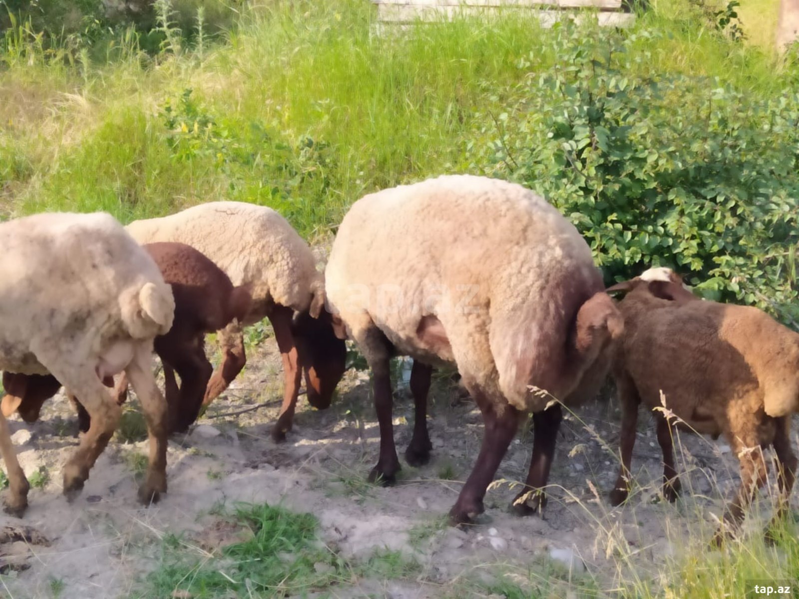Qoç (2)