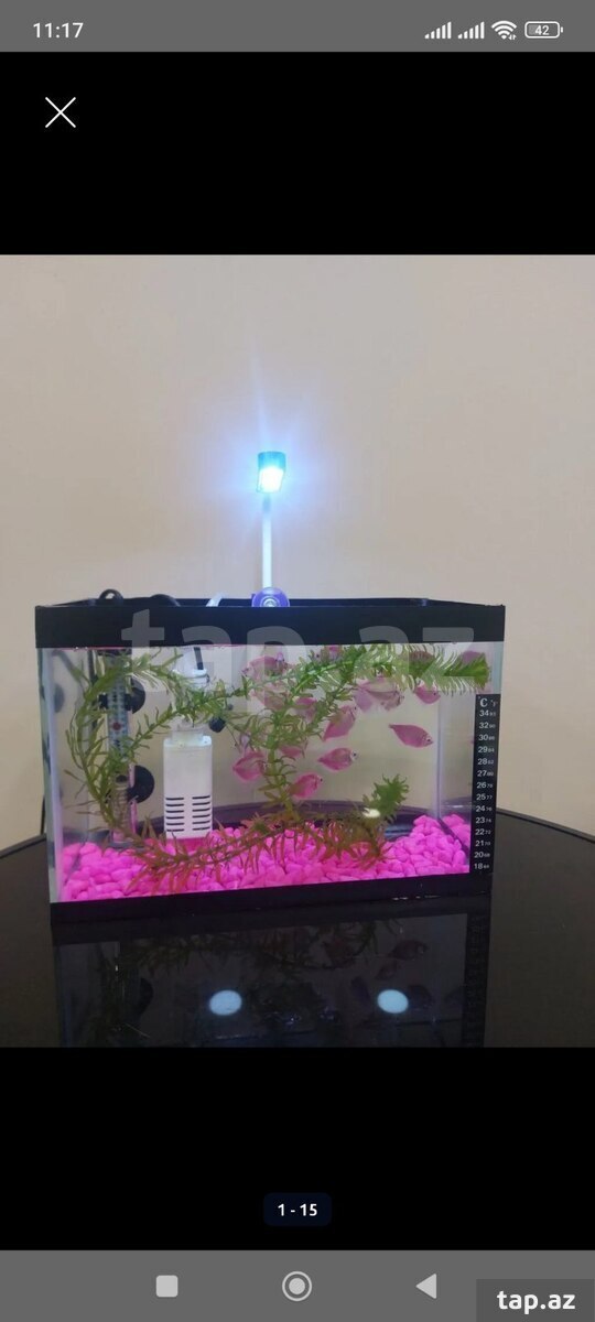 Akvarium (25)