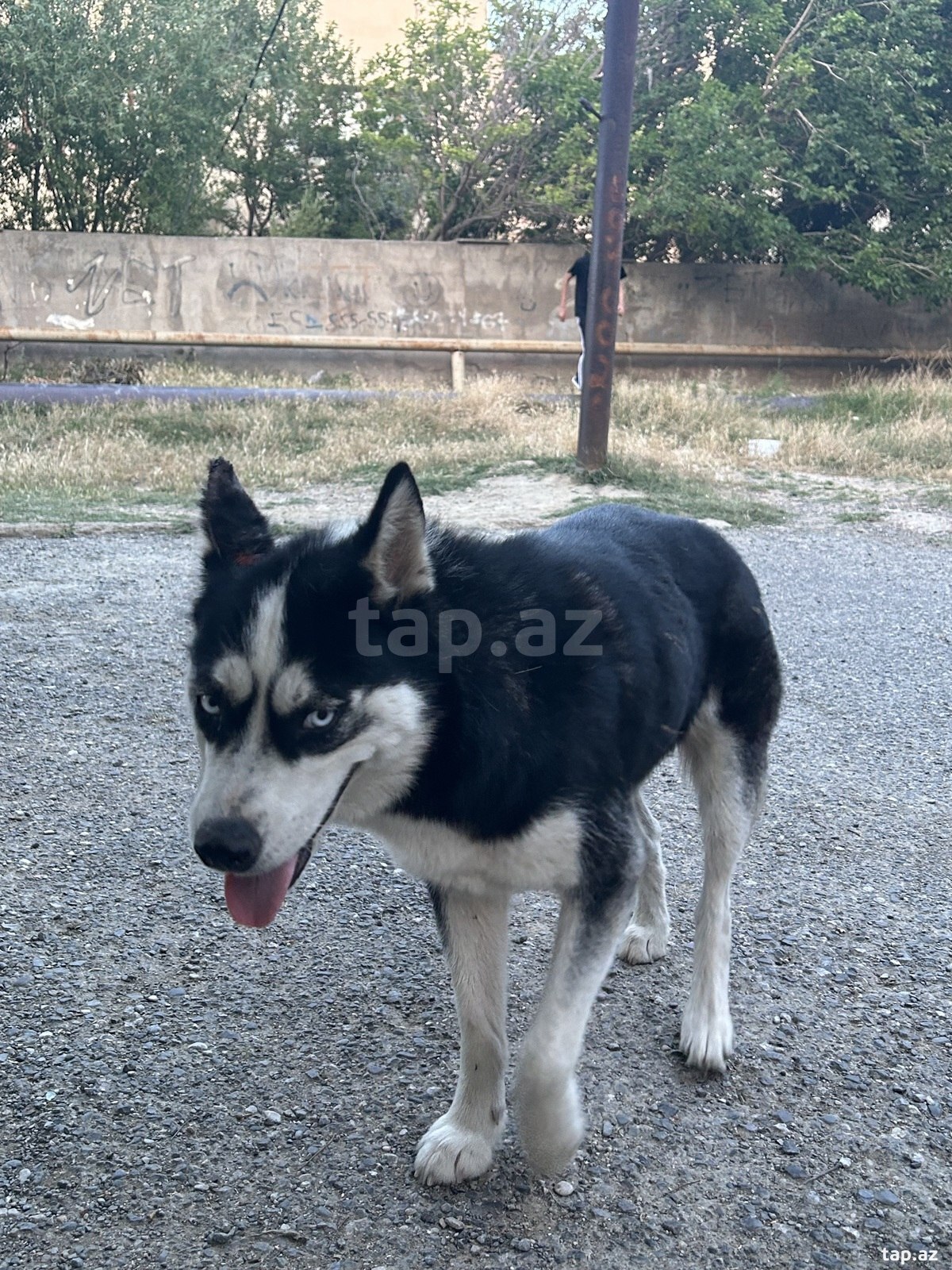 Haski