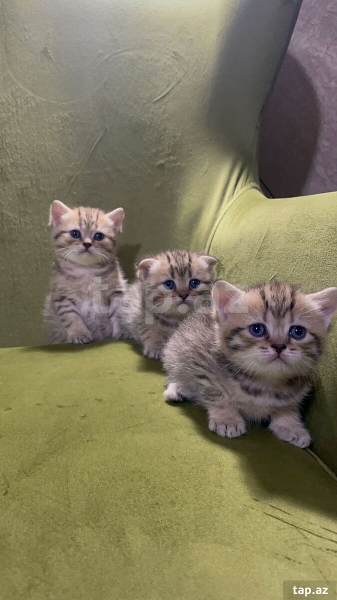 Gümüşü şinşila pişik balası