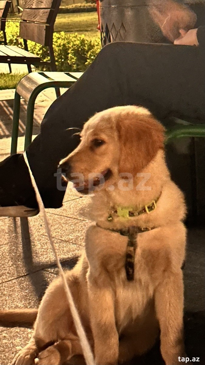 Qızılı Retriver 