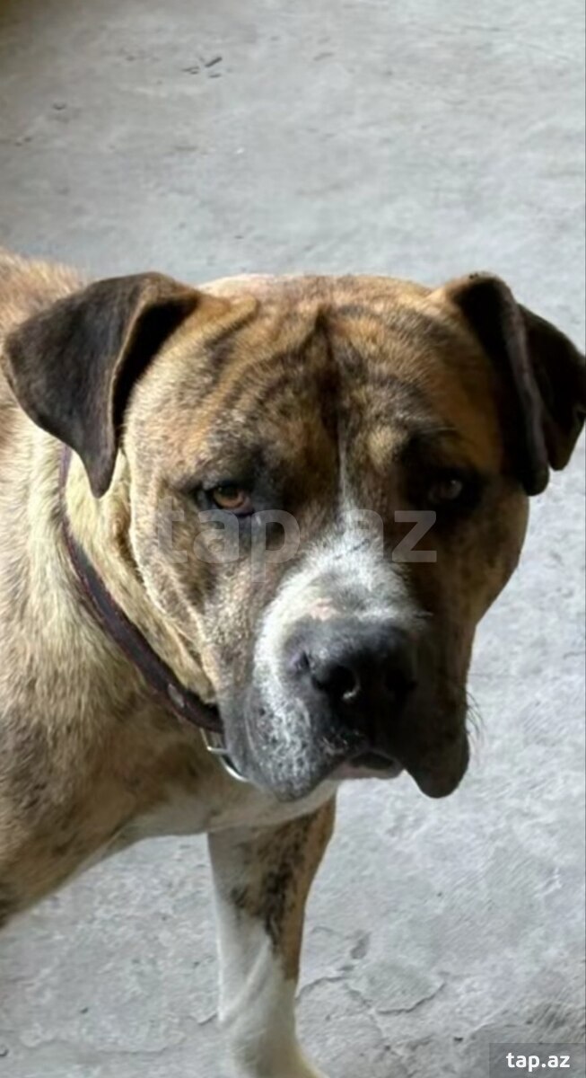 Pitbul