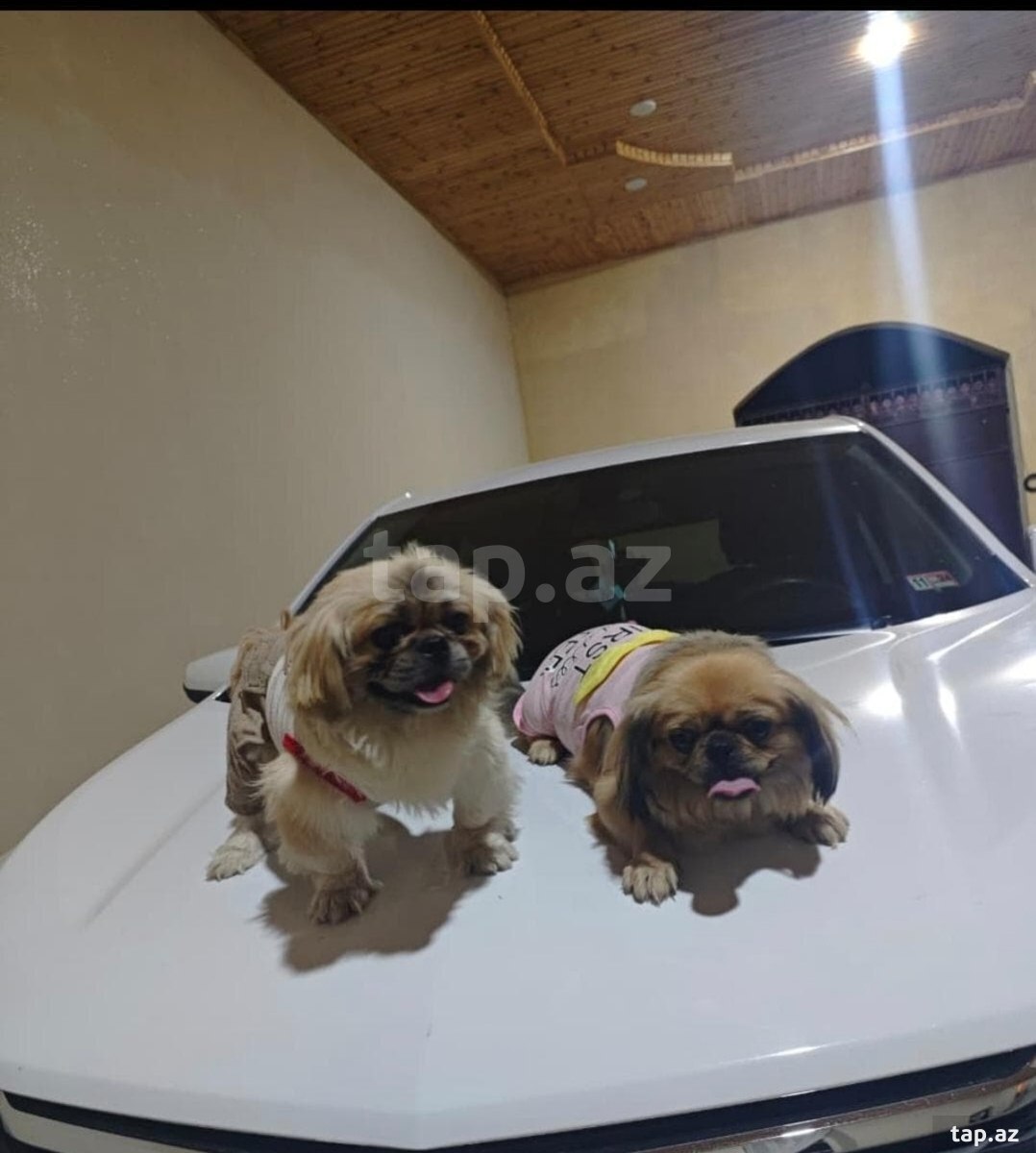 Pekines (8)