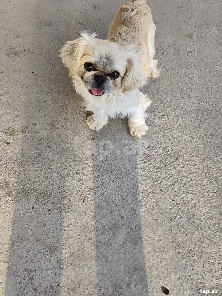 Pekines (6)
