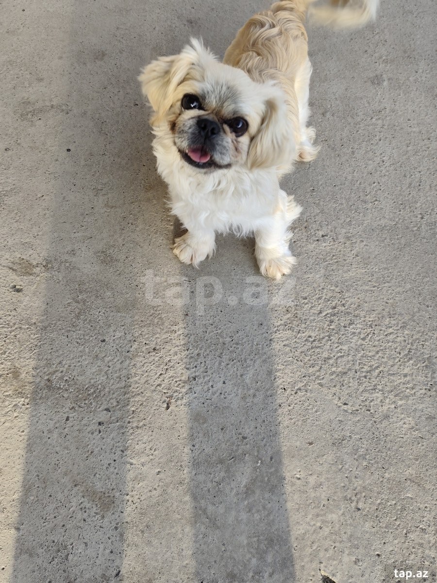 Pekines