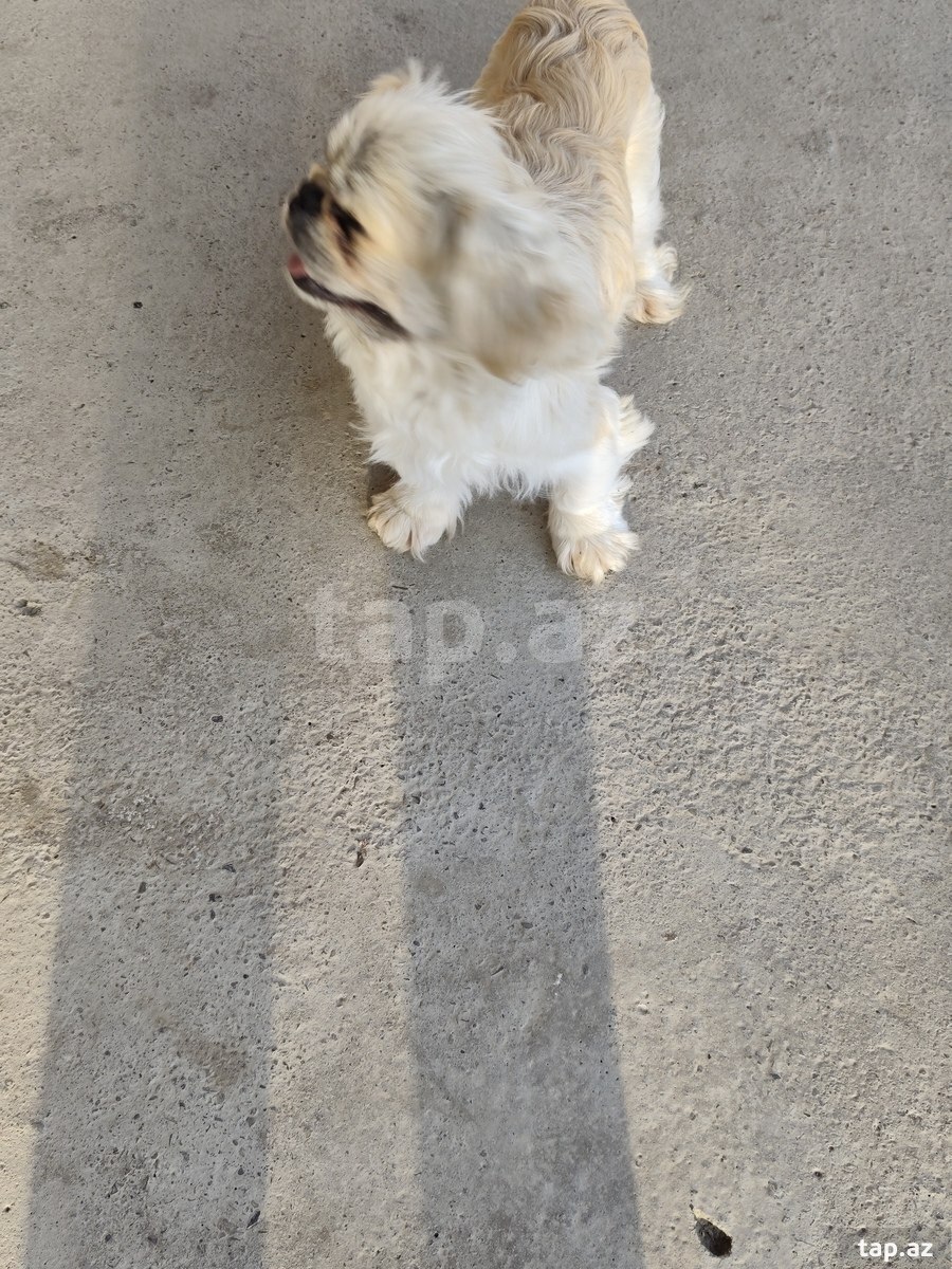 Pekines (3)