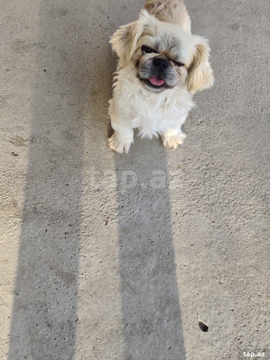 Pekines (2)