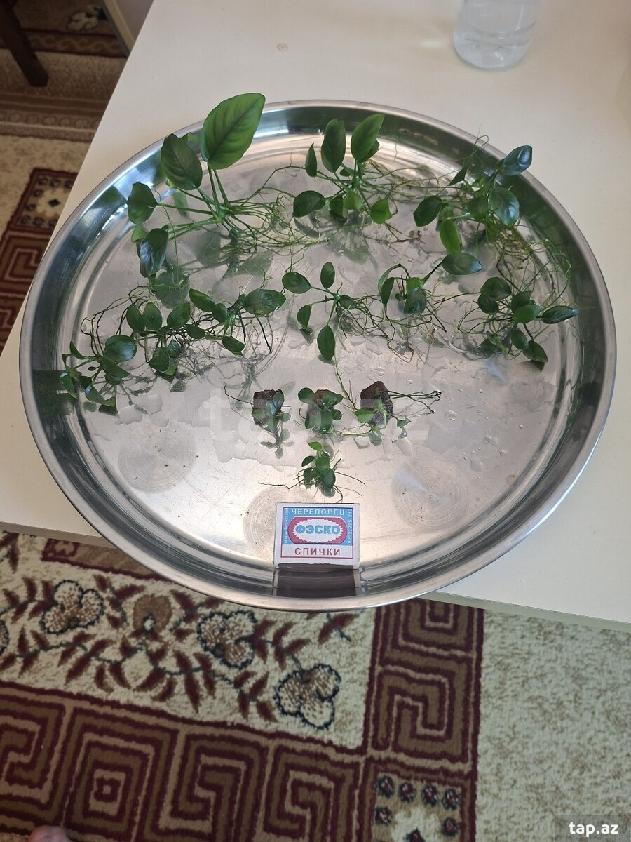 Anubias akvarium bitkisi
