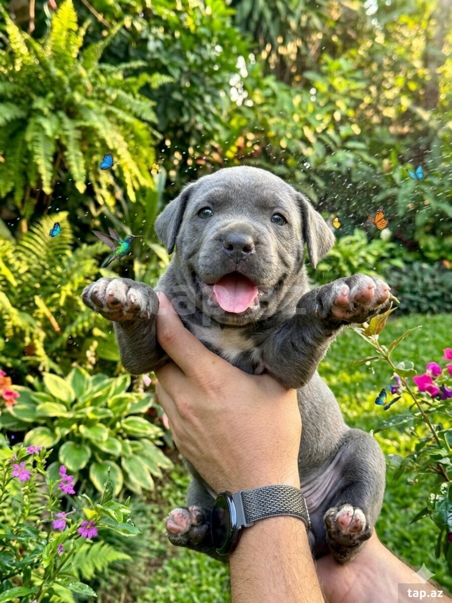 Kane Korso balaları