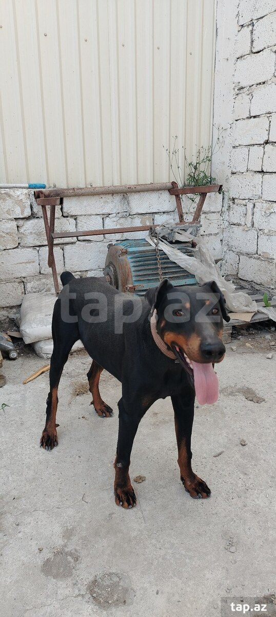 Doberman 
