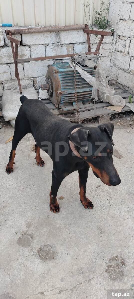 Doberman  (2)