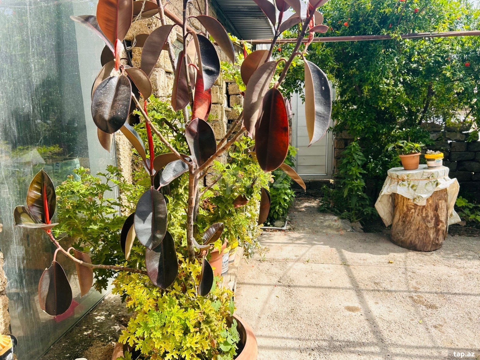 Həyət evi, Binə qəs.