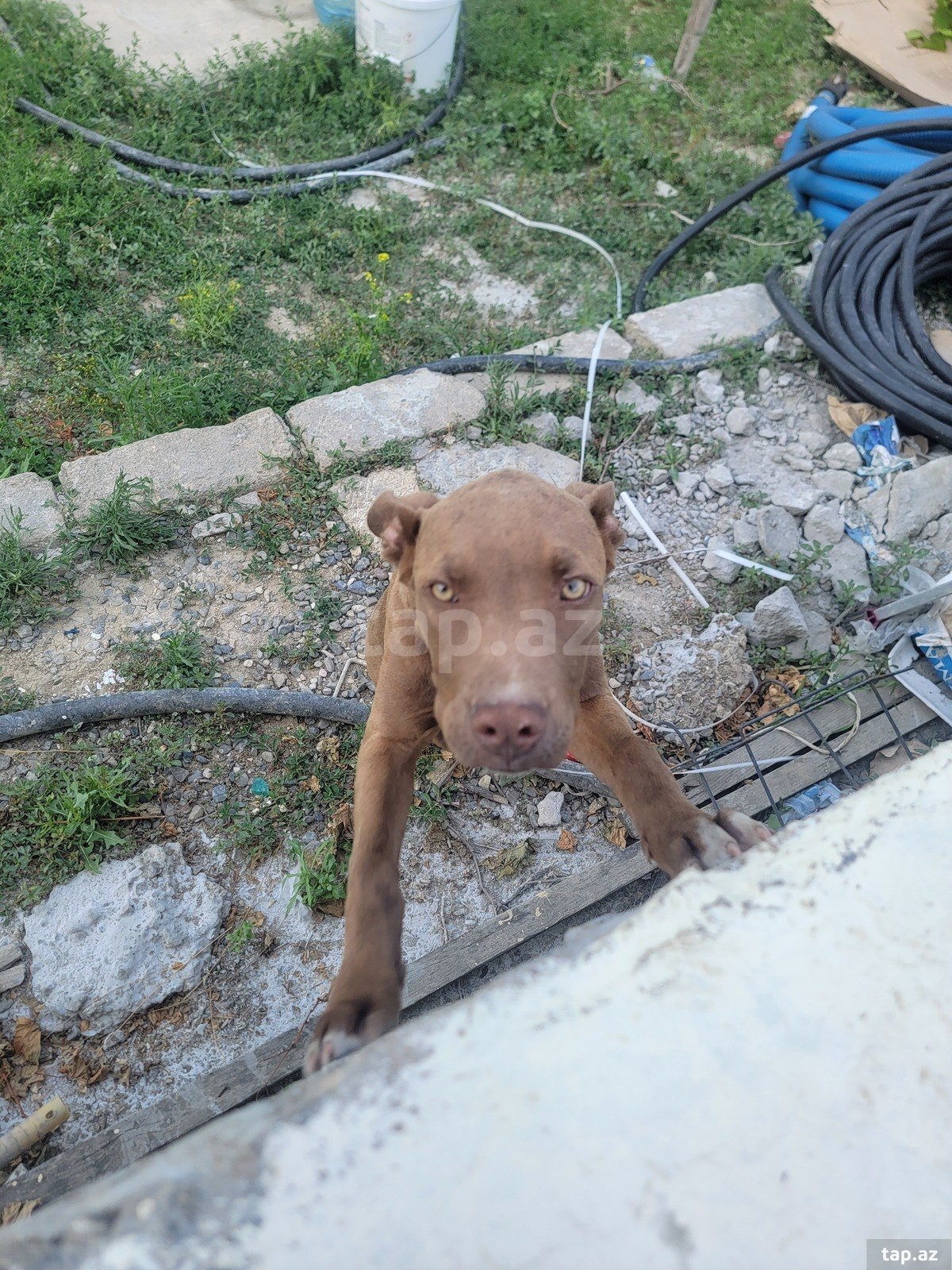 Pitbul
