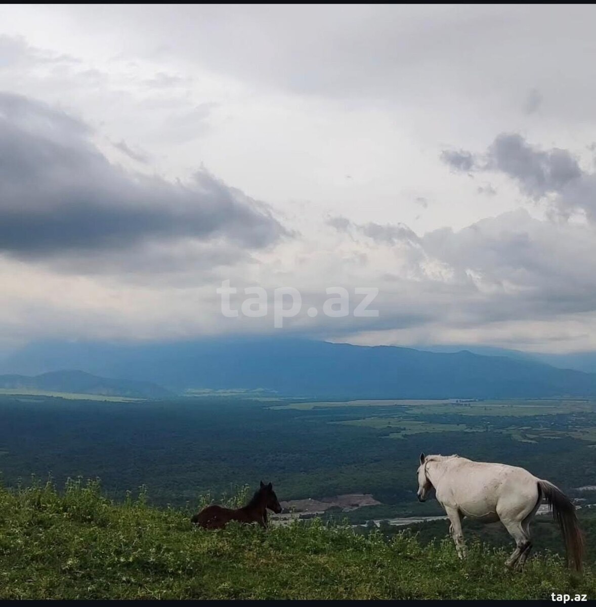 Land for sale, Ismayilli, Ismayilli