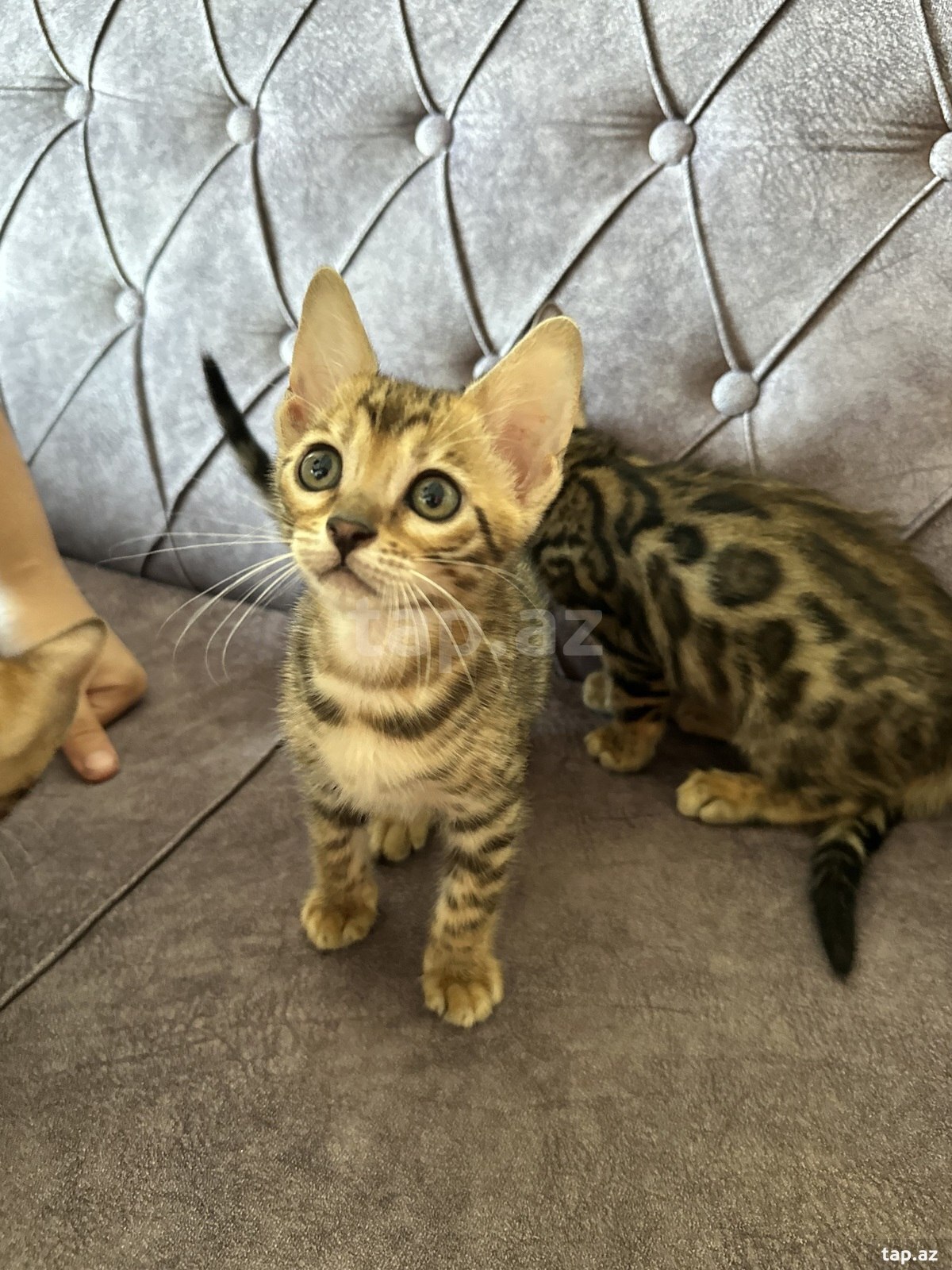 Benqal pişiyi balası (5)