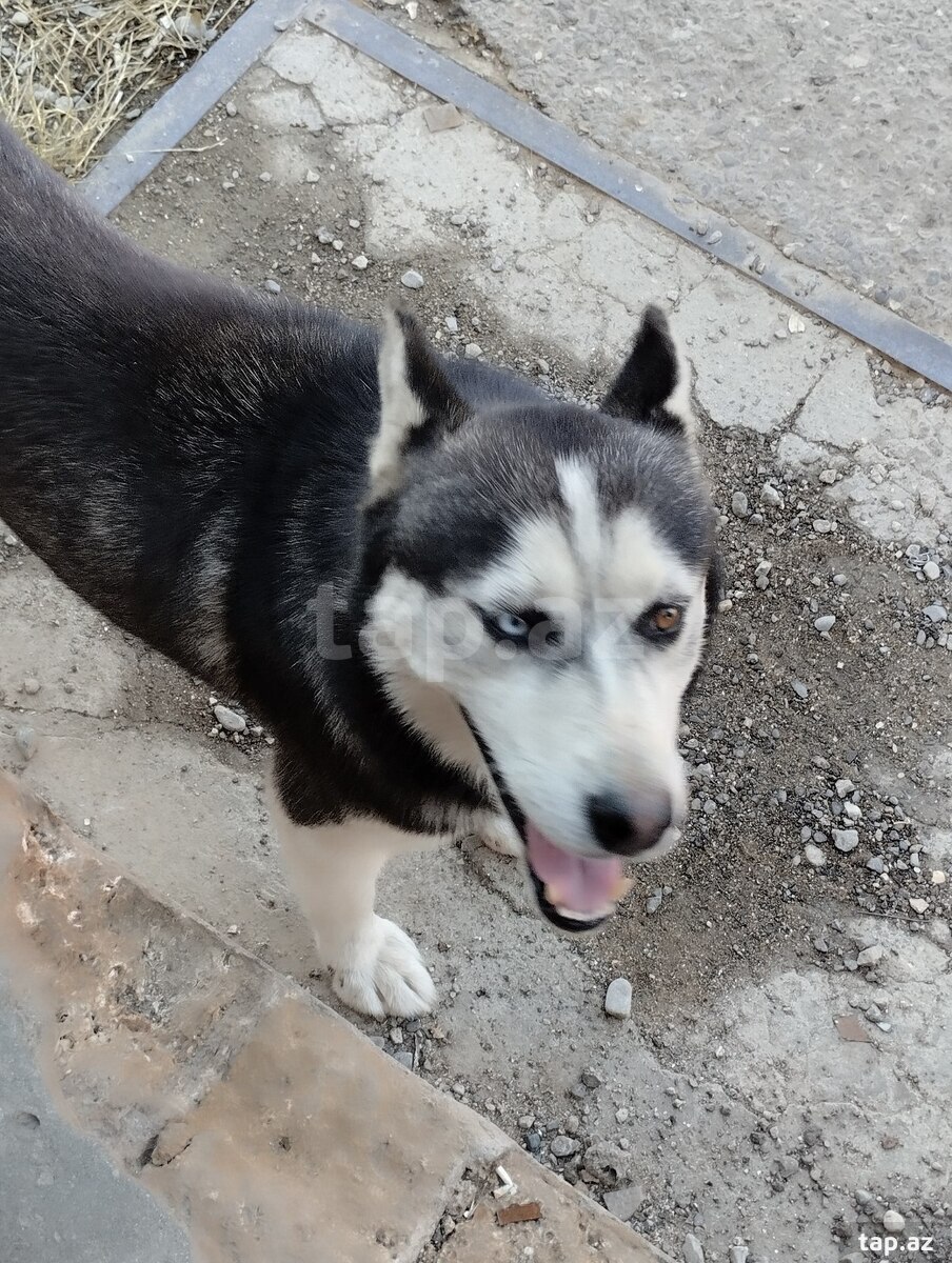 Haski