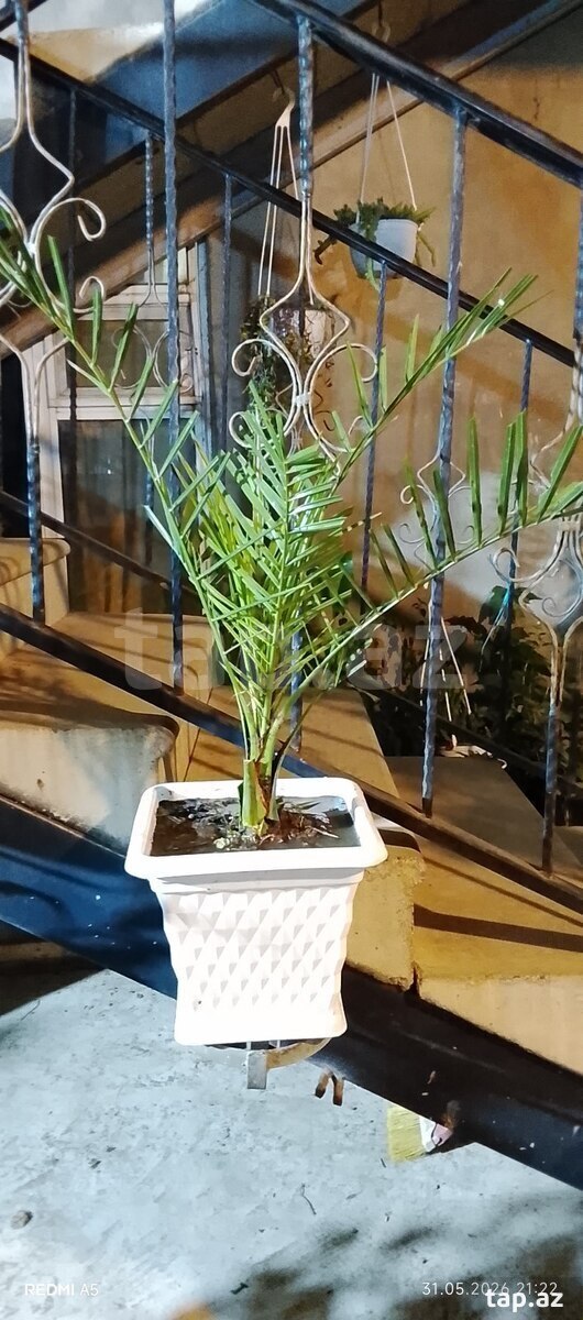 Güllər və ağaclar  (2)