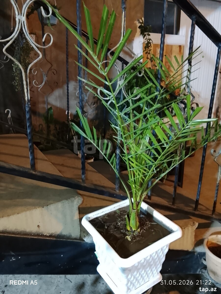 Güllər və ağaclar  (3)