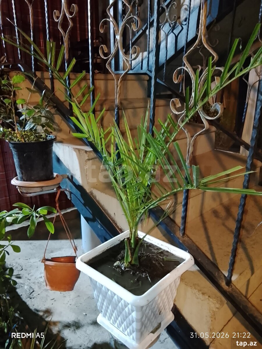 Güllər və ağaclar  (5)