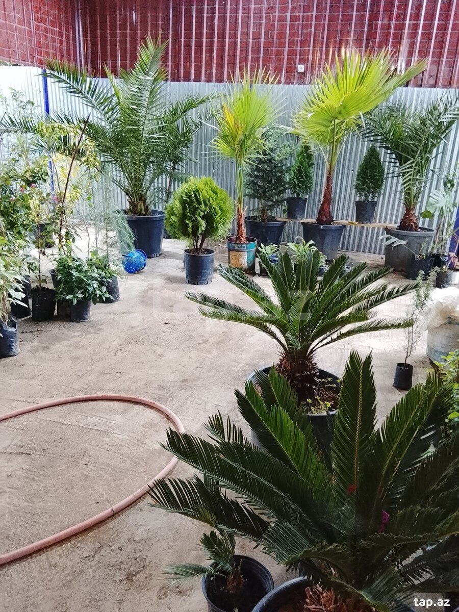 Güllər və ağaclar  (9)