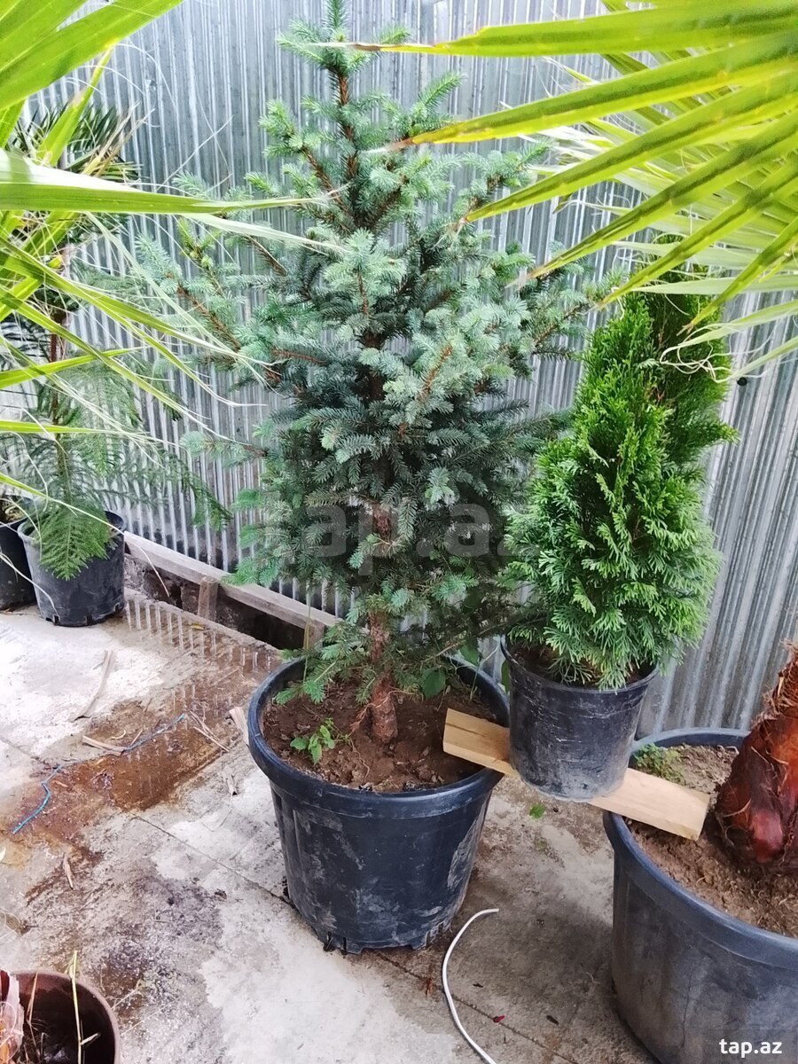 Güllər və ağaclar  (10)