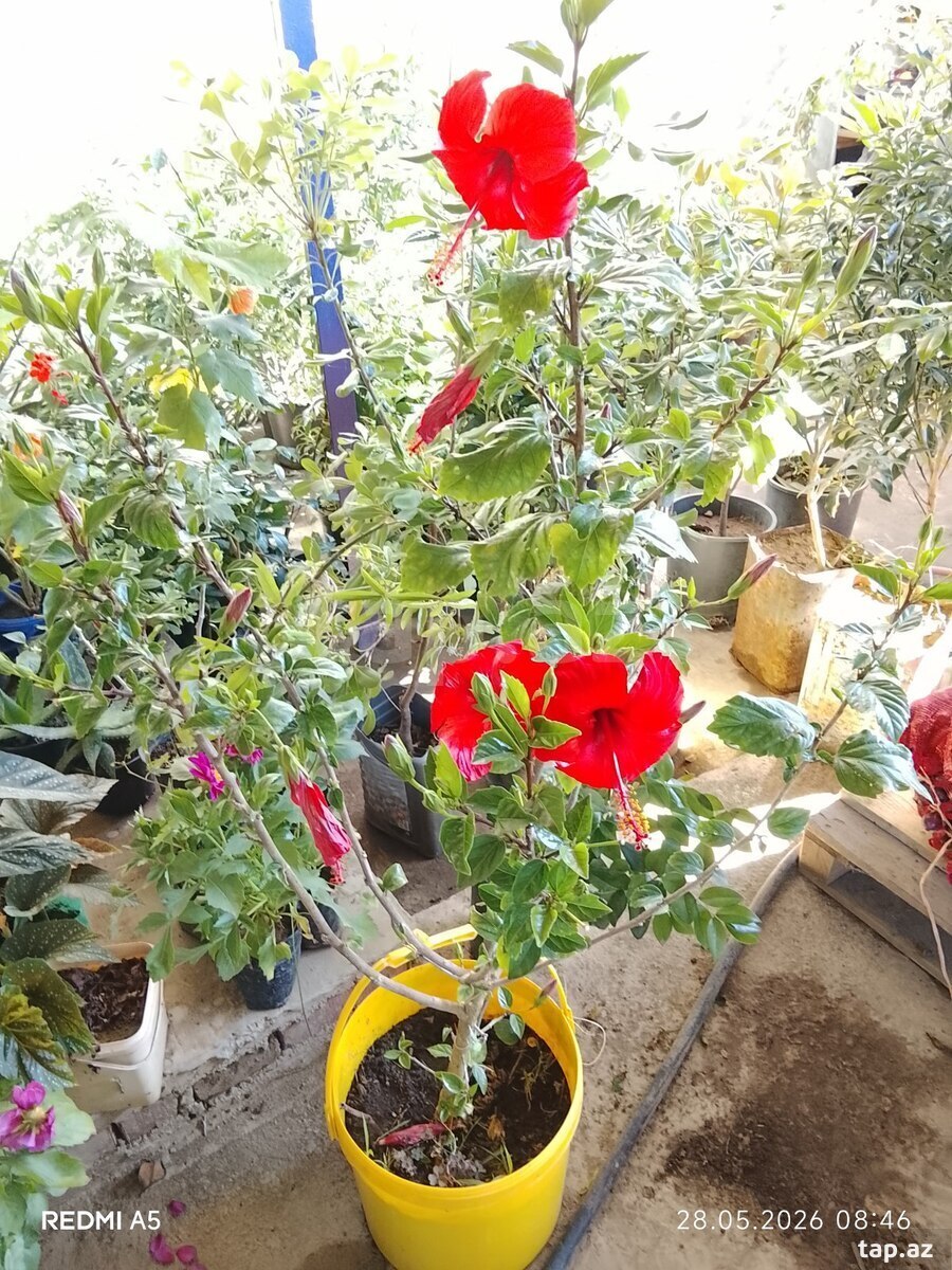 Güllər və ağaclar  (24)