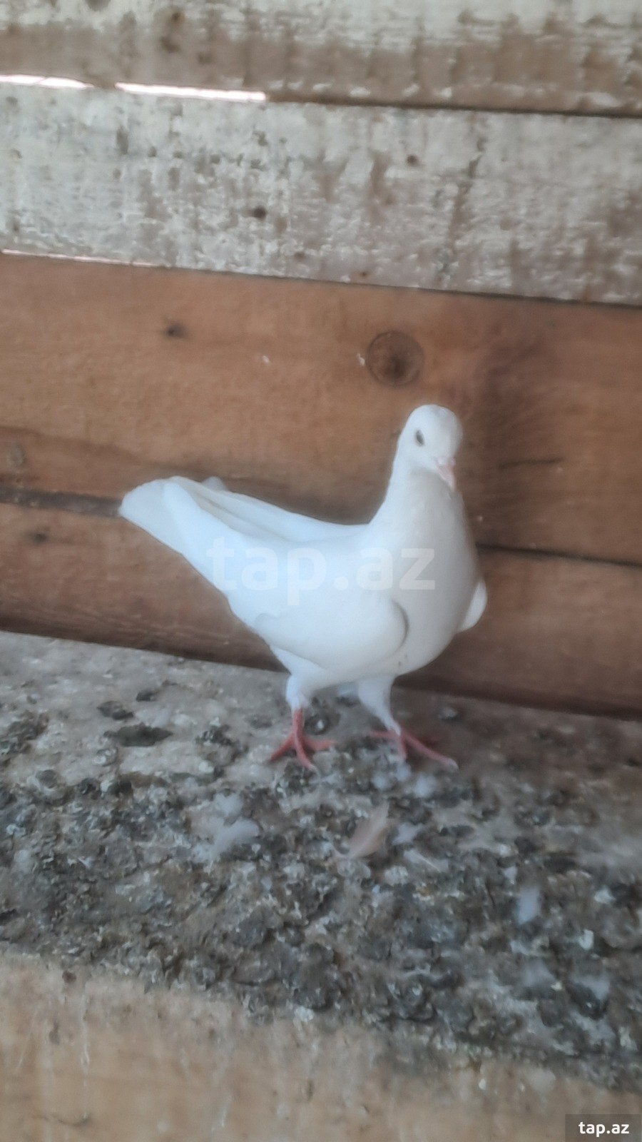 Göyərçinlər
