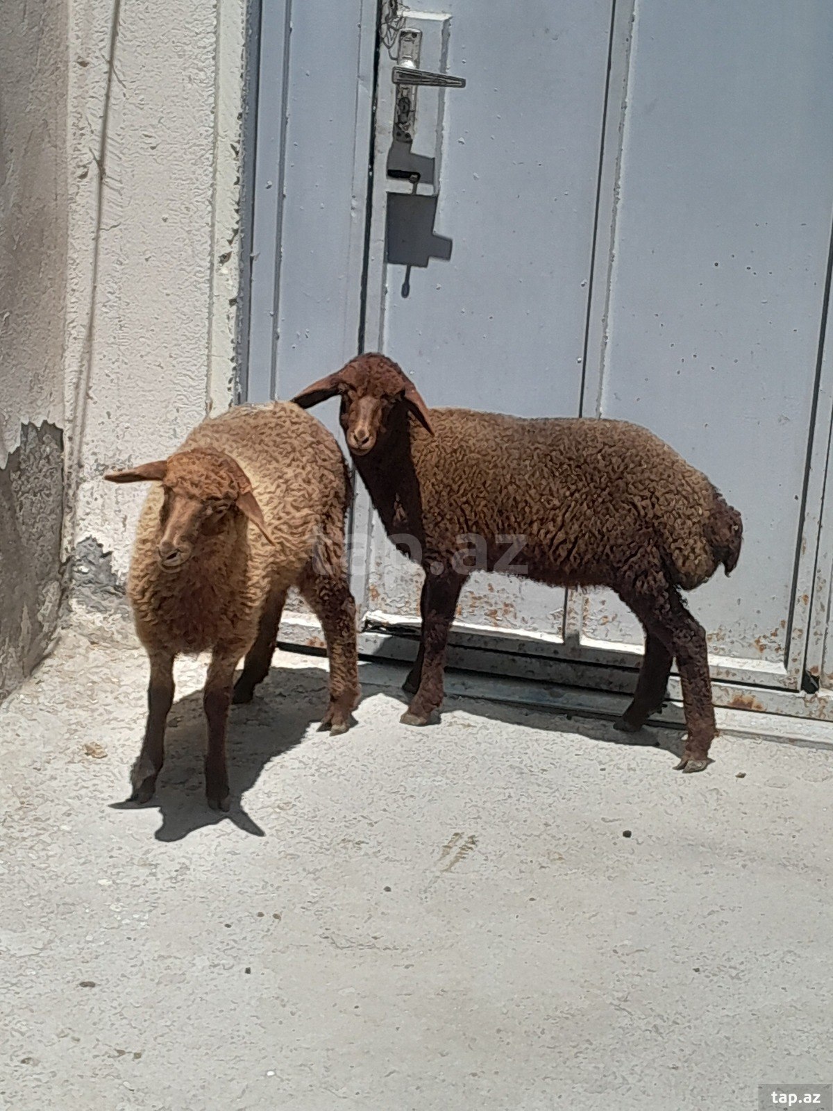 Quzular (3)