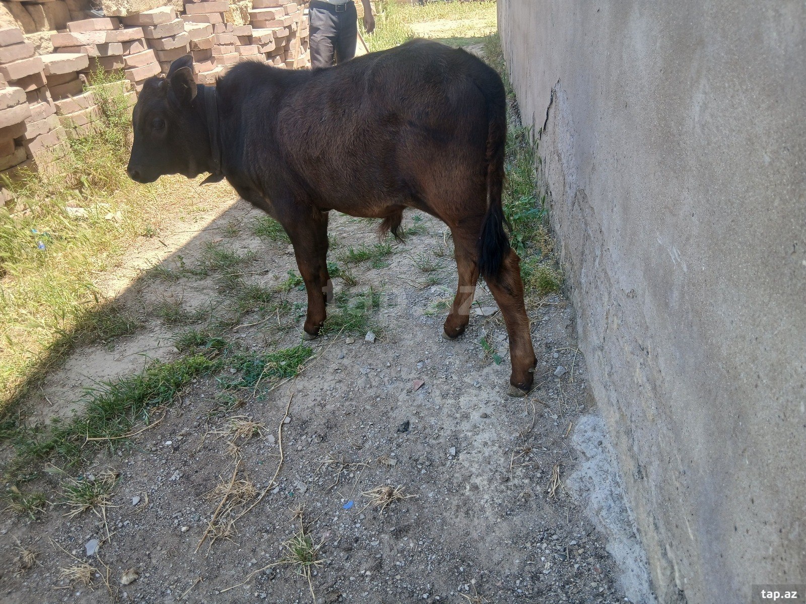 İnək (2)