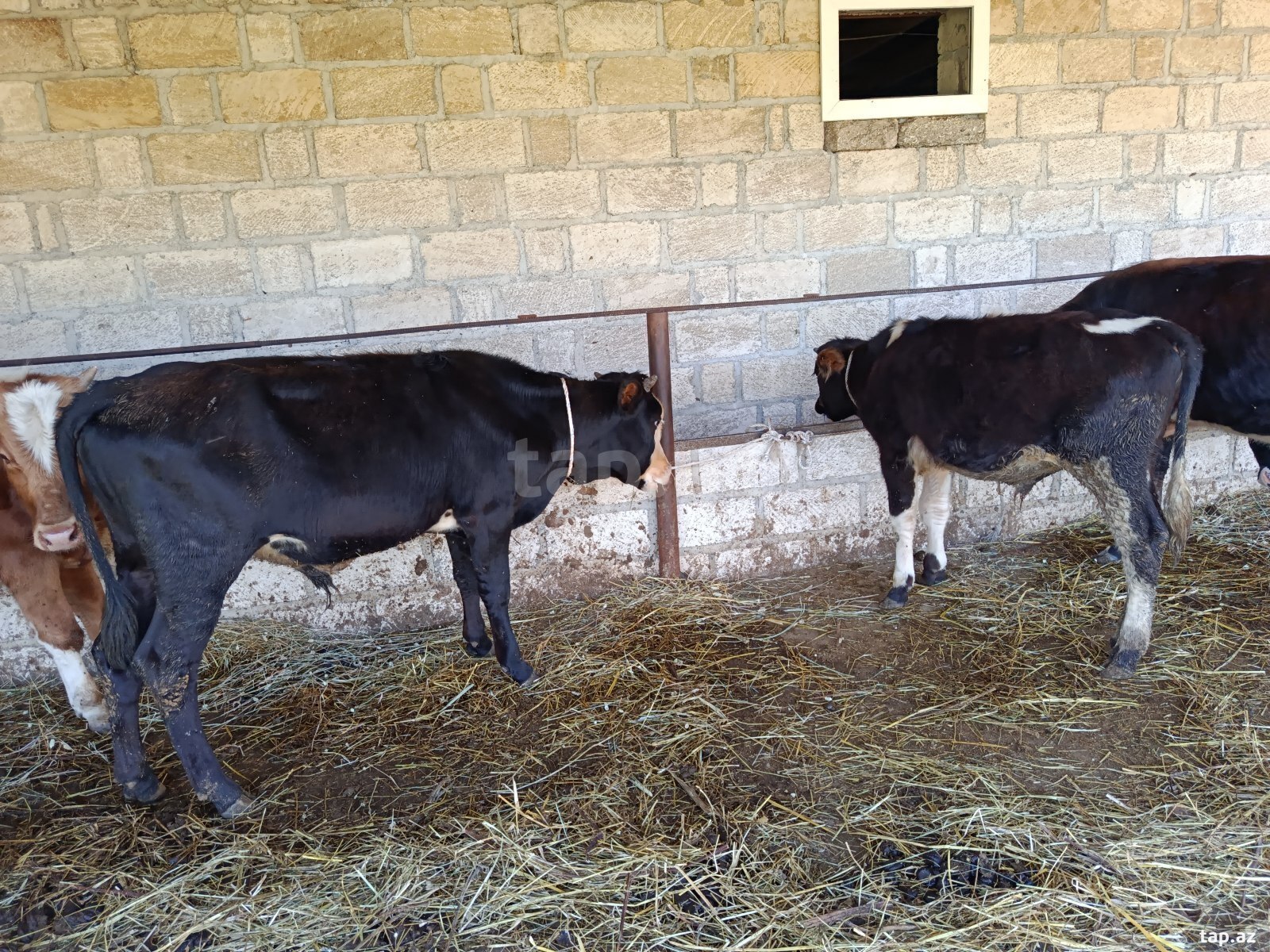 Danalar (3)