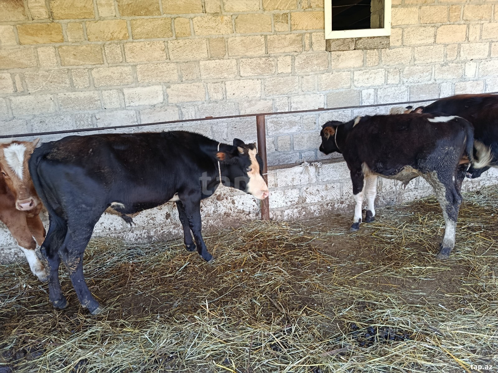 Danalar (4)