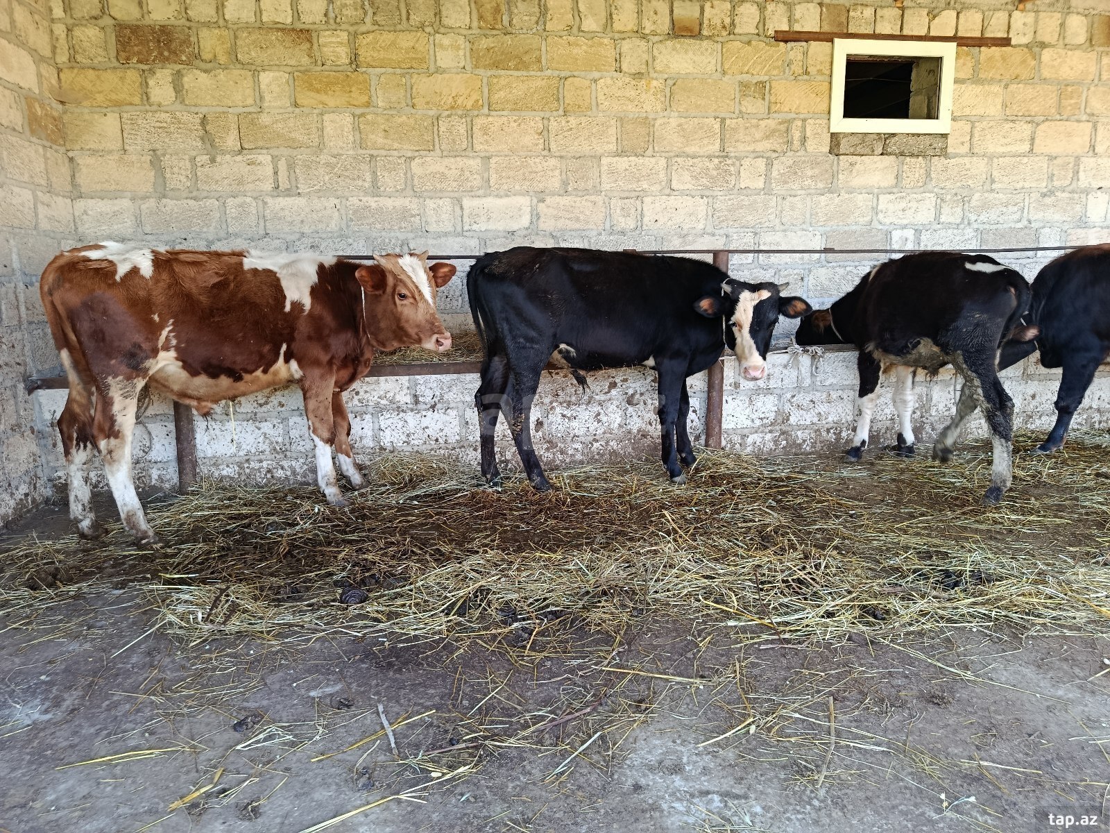Danalar (2)